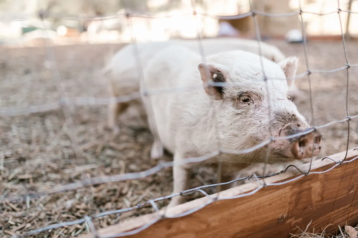 Common Mistakes to Avoid When Starting a Smallholding