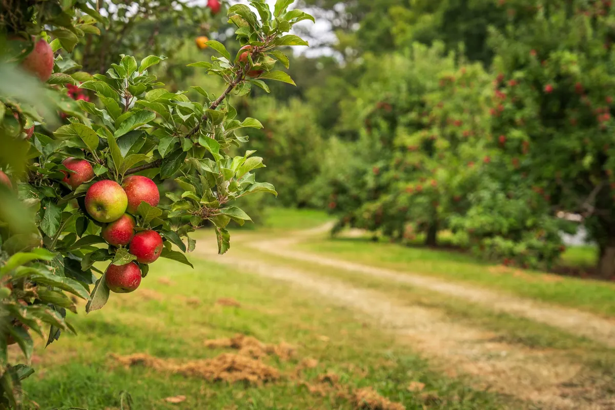 How to Plan a Small Homestead Orchard: A Month-by-Month Guide